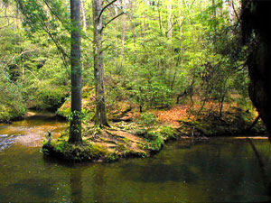 Dismals Canyon State Park