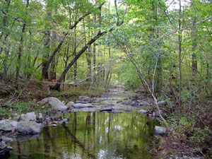 Talladega National Forest