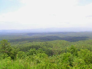 Talladega National Forest