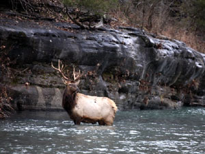 Buffalo National Park elk
