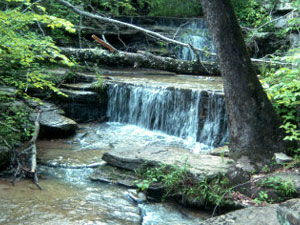 Buffalo National Park