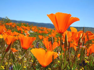 Antelope Valley California Poppy Preserve