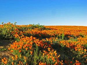 Antelope Valley California Poppy Preserve