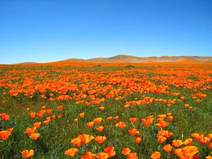 Antelope Valley California Poppy Preserve