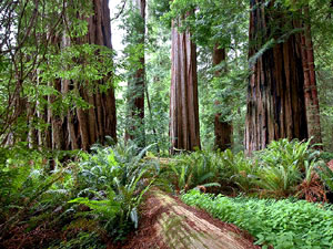 Redwood National and State Parks