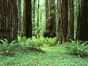 Redwood National and State Parks