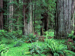 Redwood National and State Parks