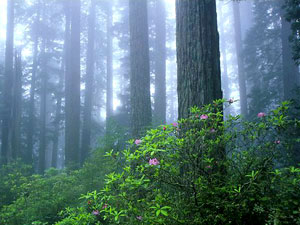 Redwood National Park - rhododendrons