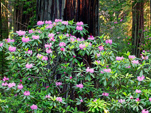 Redwood National Park - rhododendrons