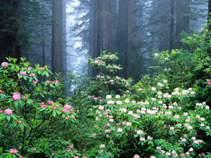 Redwood National Park - rhododendrons
