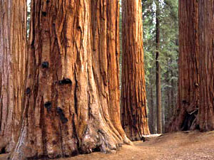 Sequoia National Park - giant redwoods