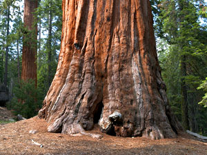 Sequoia National Park - giant redwoods