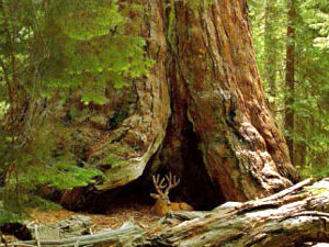 Sequoia National Park - giant redwoods