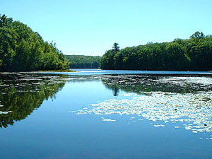 Cockaponset State Forest