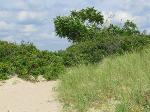 Hammonassett Beach State Park