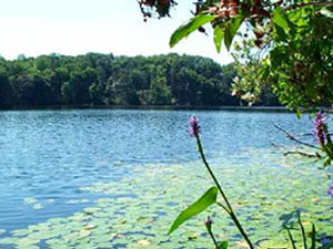 Nehantic State Forest