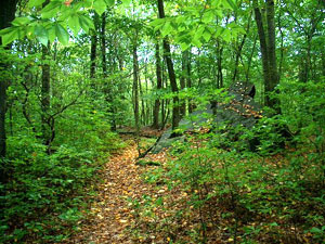 Roosevelt Forest State Park