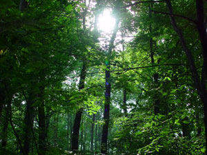 Topsmead State Forest