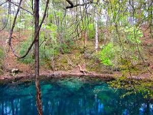 Apalachicola National Forest - Big Dismal Sink