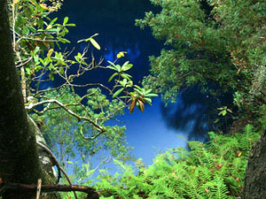 Apalachicola National Forest - Big Dismal Sink