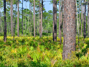 Apalachicola National Forest