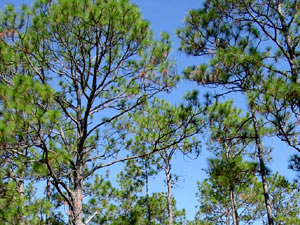 Apalachicola National Forest - pine trees