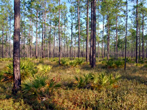 Apalachicola National Forest