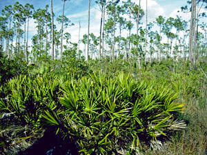 Everglades National Park