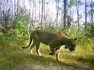Everglades National Park - panther