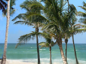 Florida Keys - coconut palms