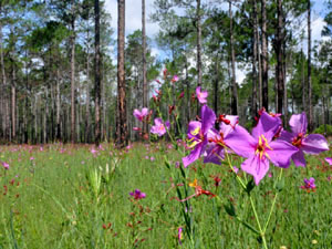 Florida forest meadow