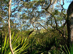 Ocala National Forest