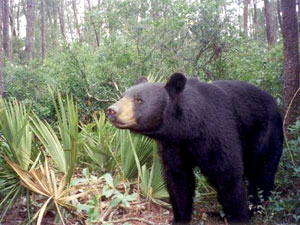Ocala National Forest - black bear