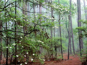 Ocala National Forest - dogwood