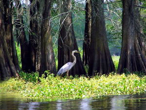 Osceola National Forest