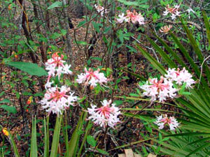 wild azalea