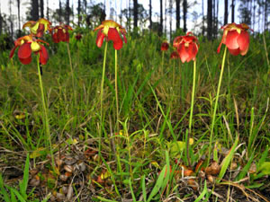 wild lily