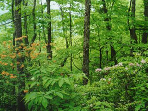 Chattahoochee National Forest