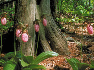 Chattahoochee National Forest