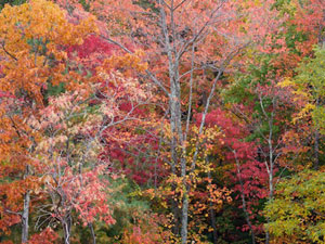 Chattahoochee National Forest