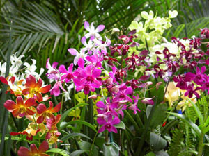 Oahu Lost Coast - wild orchids