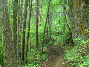 Big Creek Trail