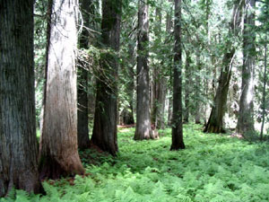 Hobo Cedar Grove