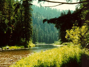 North Fork Coeur d' Alene River