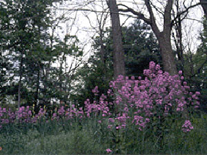 Big River State Forest