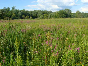 Ferson Creek Nature Preserve