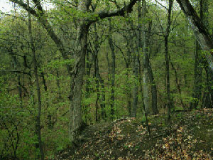 Forest Park Nature Preserve