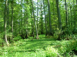 Heron Pond State Park