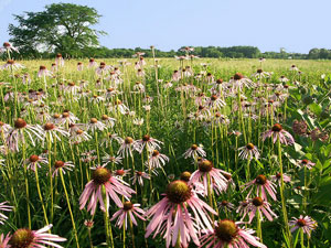 Midewin National Tallgrass Prairie