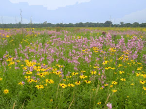 Midewin National Tallgrass Prairie